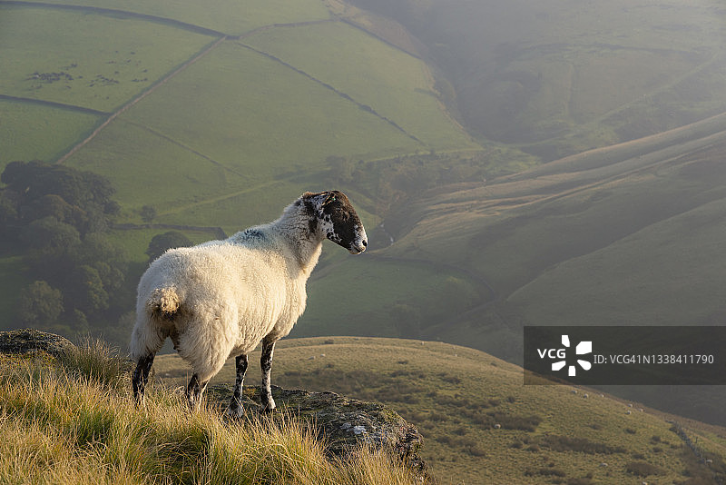 羊在干草地之上的丘陵在高峰的秋天图片素材