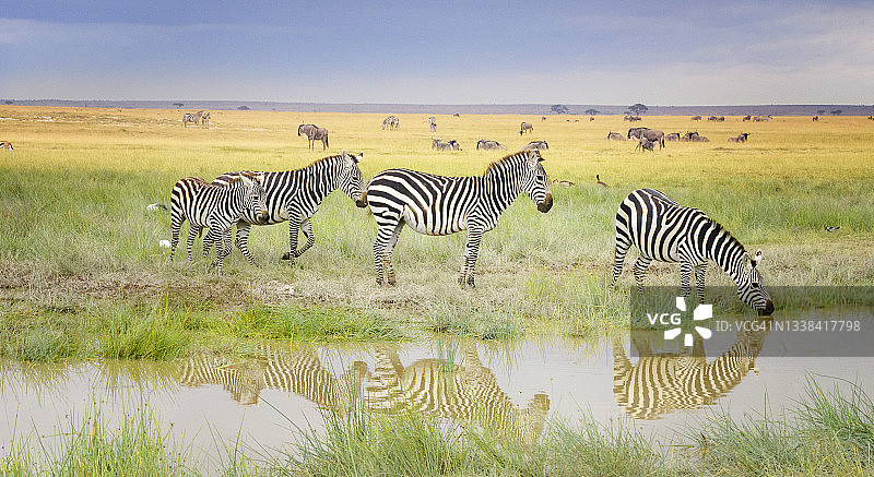 肯尼亚安博塞利，美丽的斑马群和柔和光线的反射图片素材