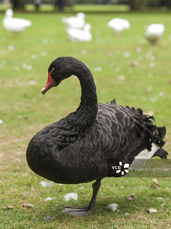 公园里一只黑天鹅单腿站立的特写镜头图片素材