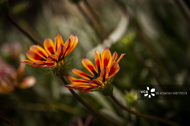 靠近明亮的橙色和黄色条纹花在加扎尼亚杂交，宝花或非洲雏菊。背景被聚焦在前景上而变得模糊。图片素材