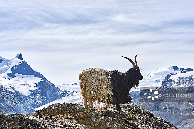 瑞士Aletsch冰川背景中的Wallis山羊图片素材