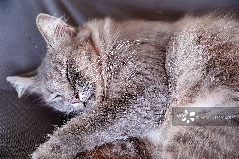 睡猫在帆布椅上图片素材