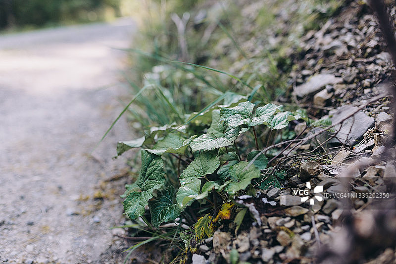 生长在德国阿尔卑斯山小路旁的一种小植物图片素材