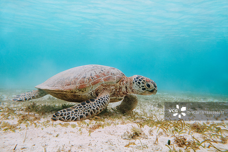 日本冲绳宫古岛，碧蓝热带海洋中的海龟图片素材