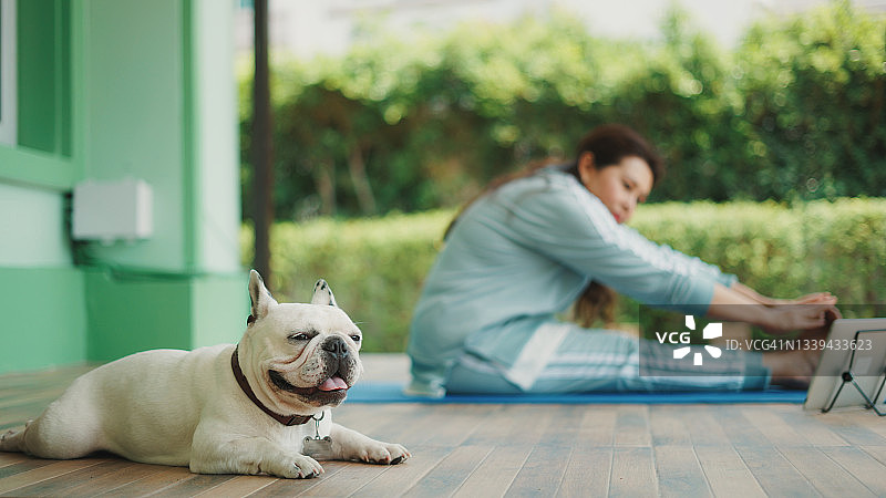一个健康的女人早上和法国斗牛犬一起练习瑜伽。图片素材