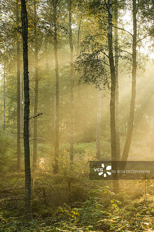 秋日山毛榉林中晨雾中的阳光图片素材