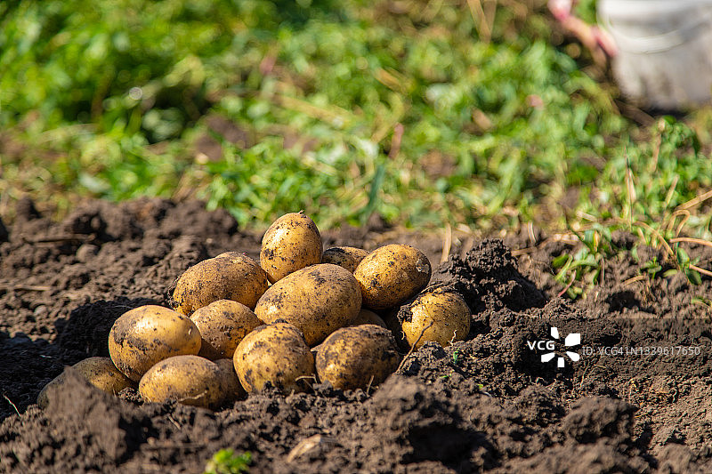 挖土豆。在农场里收获土豆。环保天然产品。图片素材