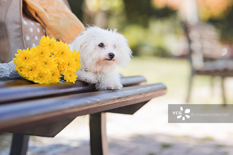 长凳上有一只马耳他小狗和一束黄色的花图片素材