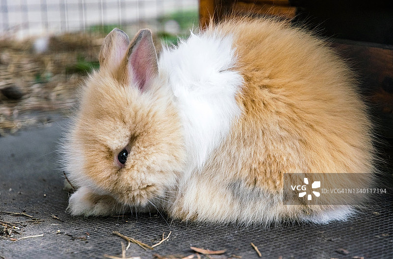 笼子里毛茸茸的家兔。兔毛的农场图片素材