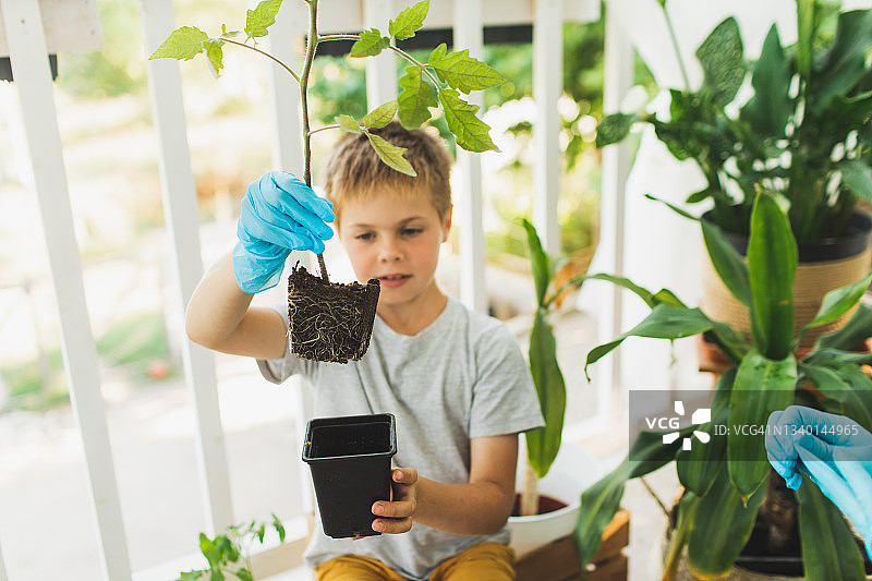 在帮助移植室内植物时，惊讶的男孩看着植物的根。图片素材