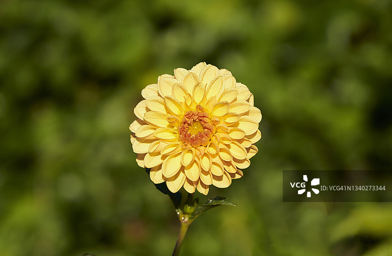 在一个阳光明媚的夏天，一个美丽的黄色大丽花的特写图像图片素材