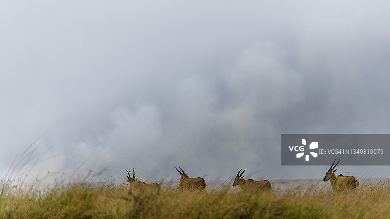在肯尼亚马赛马拉，“大草原”在控制火势的烟雾中行进图片素材