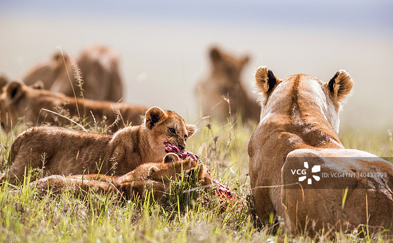 母狮和幼狮在野外吃东西。图片素材