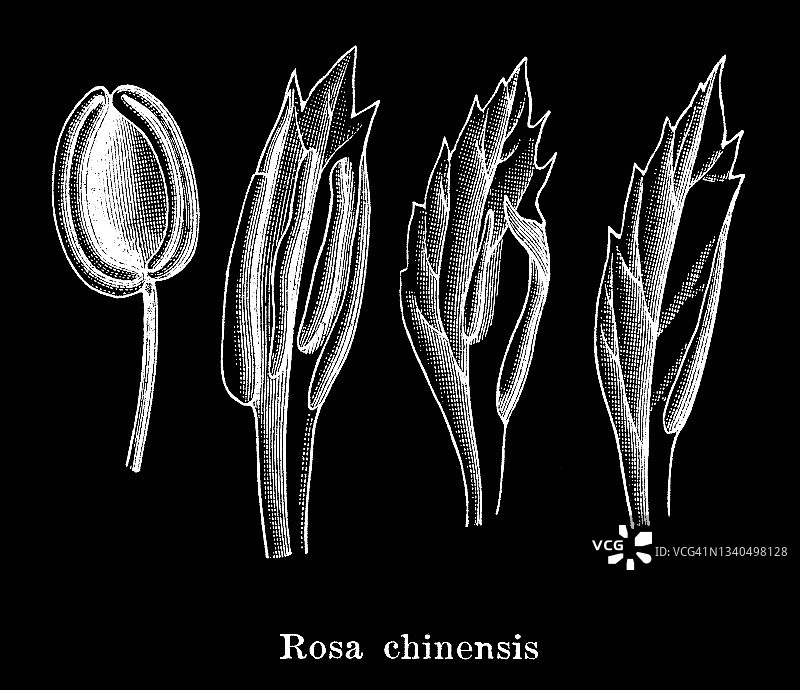 玫瑰科(蔷薇科)古老雕刻插图图片素材