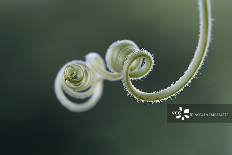 绿色卷曲树枝的螺旋链图片素材