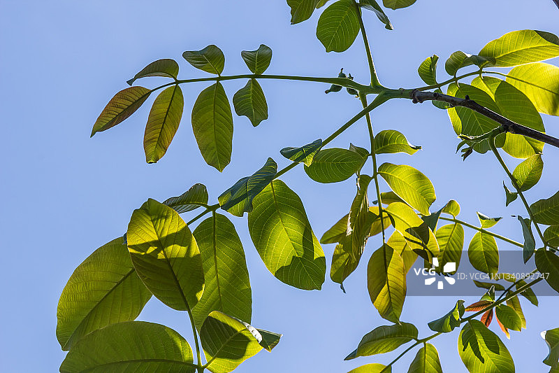 在阳光明媚的天气里，天空背景上有绿叶的胡桃树枝图片素材