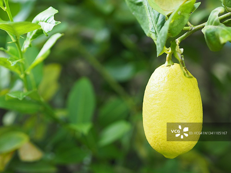 树上的柠檬模糊了大自然的背景，树上种着黄色的酸橙味的水果图片素材
