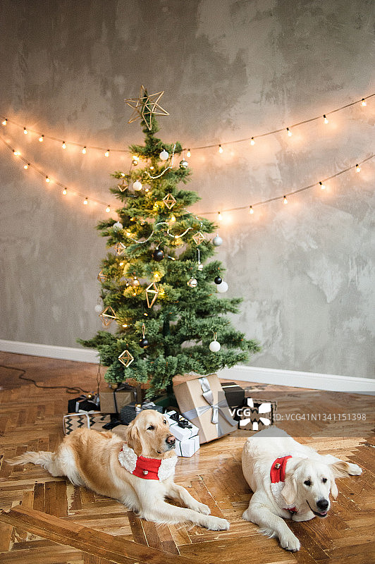 可爱的毛茸茸的金毛猎犬，脖子上戴着铃铛围巾，躺在圣诞树附近的地板上。图片素材