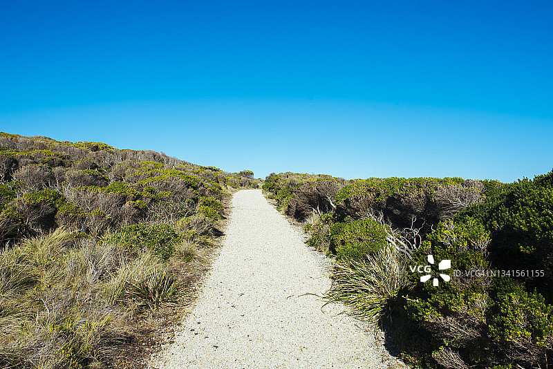 在阳光明媚的日子里，菲利普岛穿过海岸丛林的悬崖顶部的徒步旅行路线图片素材