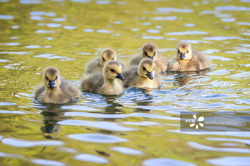 一群加拿大鹅小鸭在湖上嬉戏图片素材