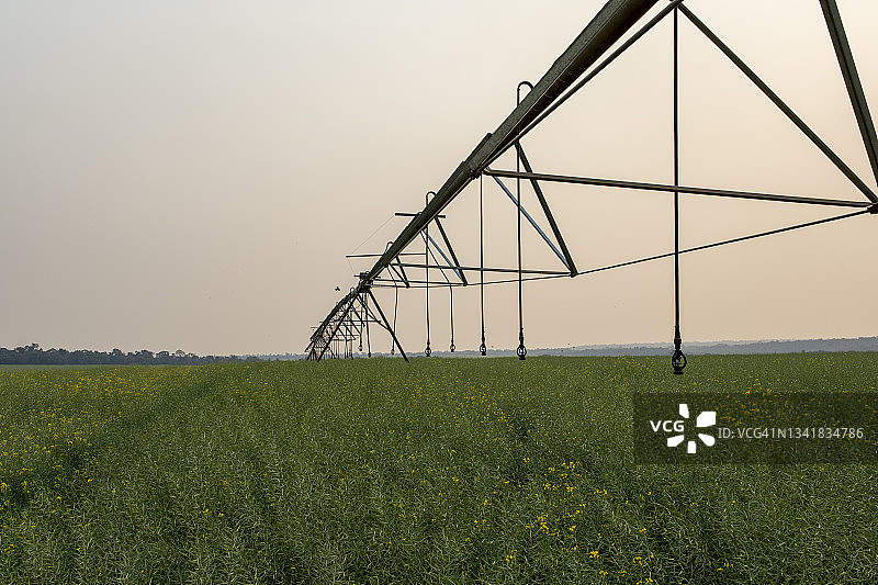 油菜地农业灌溉机械系统。图片素材