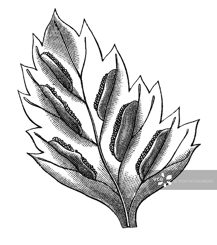 古老的刻花插图的蕨-银蕨图片素材