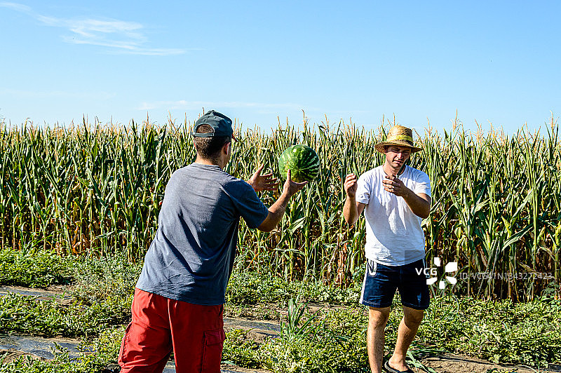 两个农民工人在地里干活，收获西瓜。图片素材