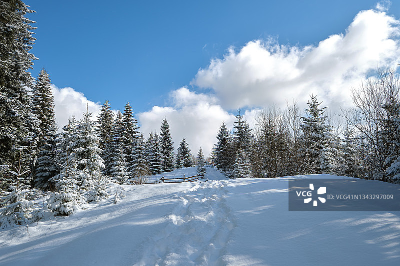 在寒冷的冬日，松树上覆盖着刚落下的雪，山间森林里狭窄的小径，明亮的冬季景观。图片素材