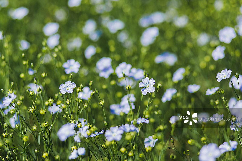 亚麻观赏花及其芽鲜精致的蓝色花。图片素材