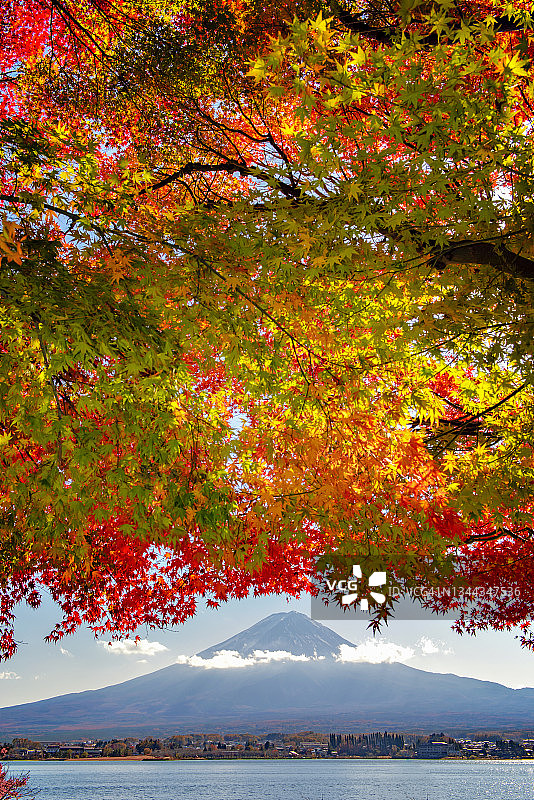 日本川口湖秋天富士山背景下色彩斑斓的枫叶图片素材