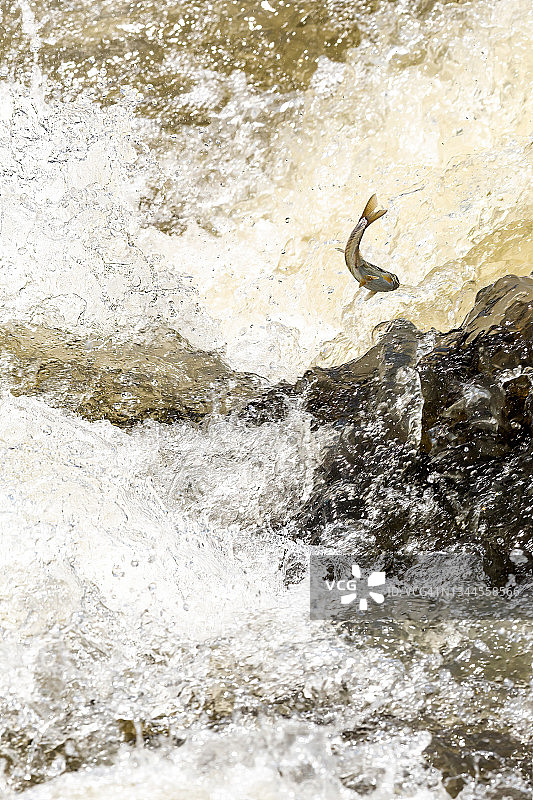 珍珠鲻鱼的湖范在迁徙图片素材