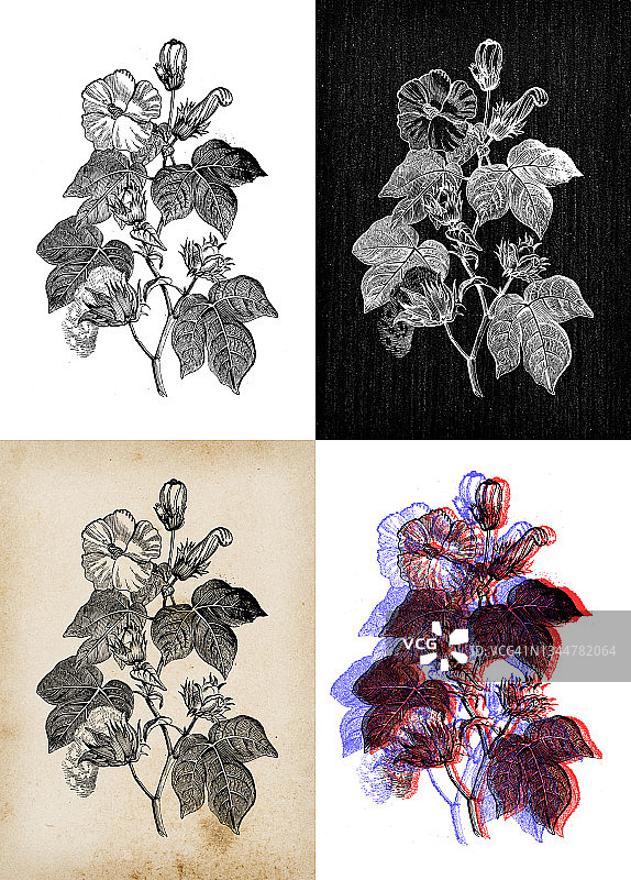 古代植物学插图:棉、棉图片素材