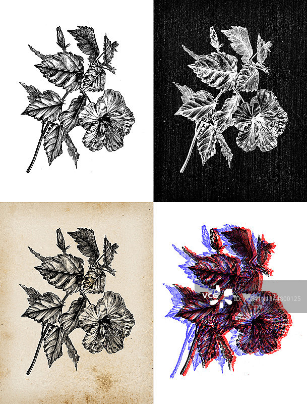 古董植物学插图:芙蓉、锦绣芙蓉、蜀葵、粉杨木图片素材
