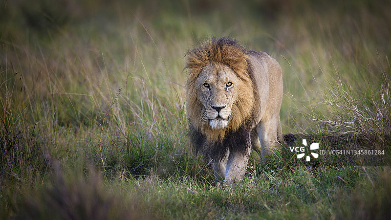 被称为Logol的狮子在肯尼亚马赛马拉日出时走在草地上图片素材