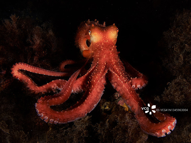 地中海的白斑章鱼(巨型章鱼)图片素材