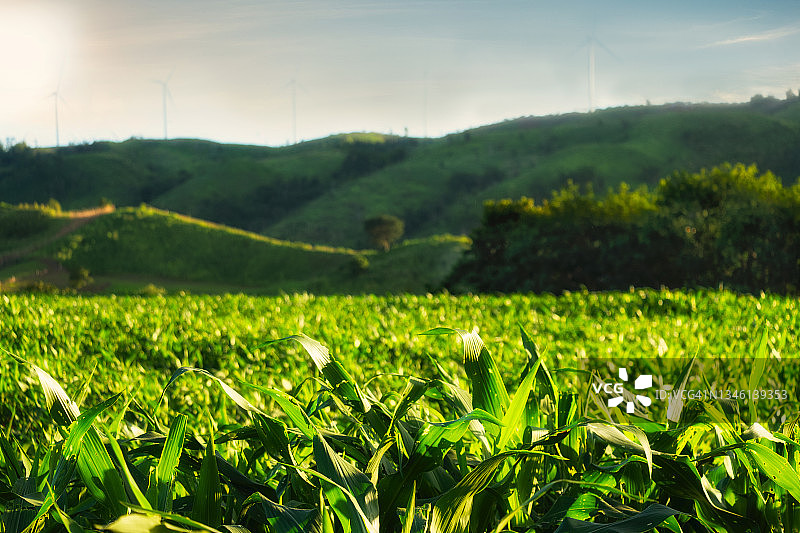 泰国北部的丰富的山脉使这片农田呈现出明亮的绿色玉米。图片素材