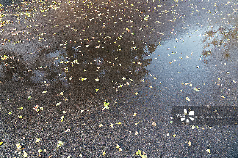 雨后柏油路上的银杏叶图片素材