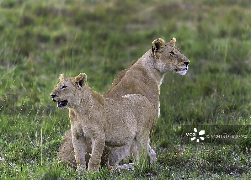 非洲荒野中的母狮和她的幼崽图片素材