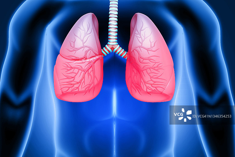 医学上准确的说明现实的人类肺解剖。三维演示图片素材