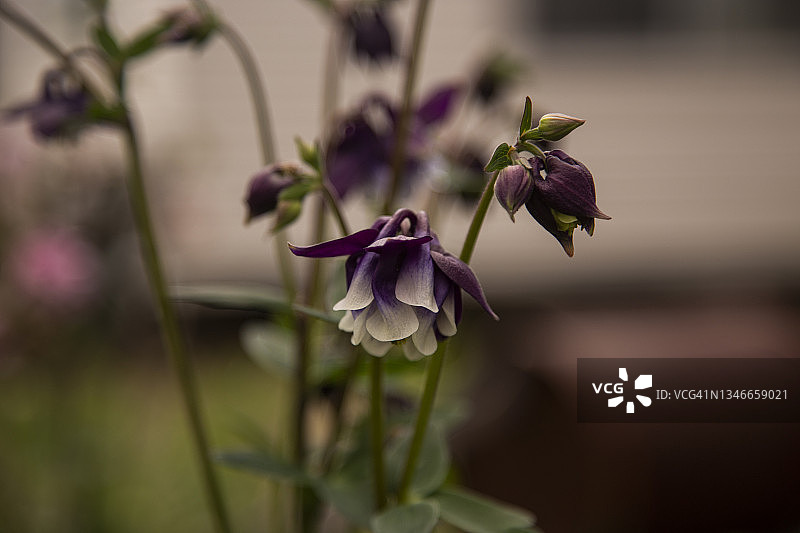 近景的精致紫色和白色衬裙花的Aquilegia vulgaris重瓣花，奶奶的帽子或耧斗菜背景是模糊的重点前景鲜花和芽。图片素材