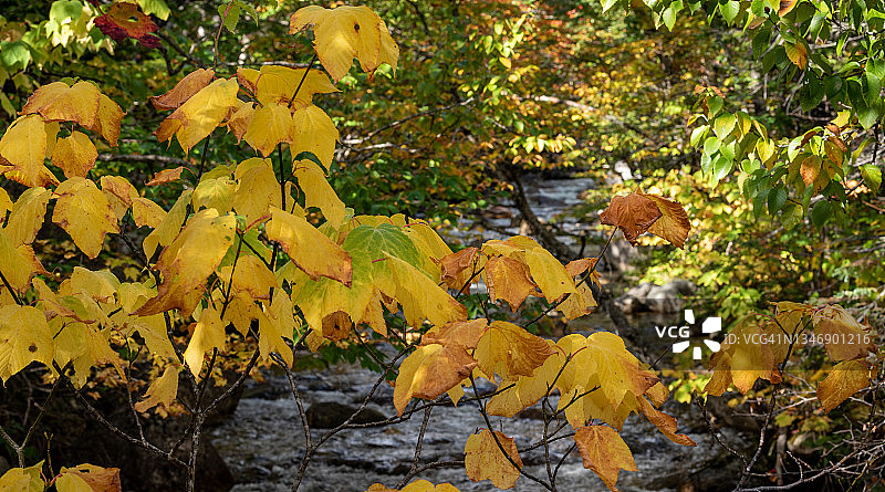 缅因州巴克斯特州立公园的黄色落叶图片素材