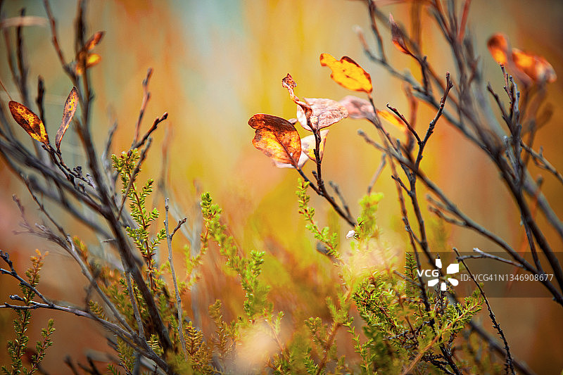 蓝莓叶子呈秋天的颜色图片素材
