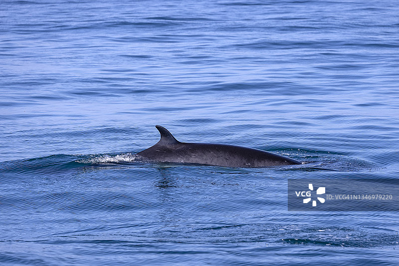 加利福尼亚的小须鲸图片素材