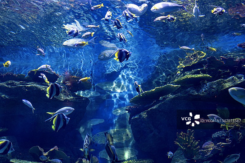 水族馆里五颜六色的热带鱼和珊瑚图片素材