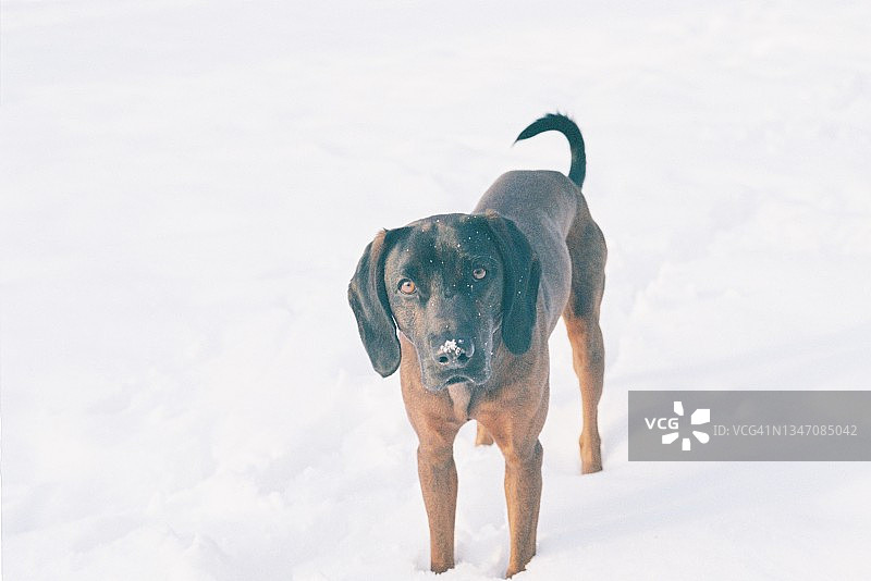 下雪天公园里有只漂亮的狗图片素材