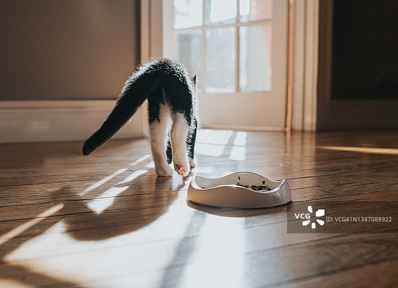 一只小猫没有吃猫粮，从她的食碗旁走开了。图片素材