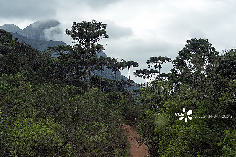 与南洋杉景观。Aiuruoca、MG、巴西图片素材