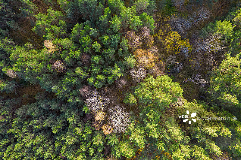 正上方全帧拍摄的森林在秋天图片素材