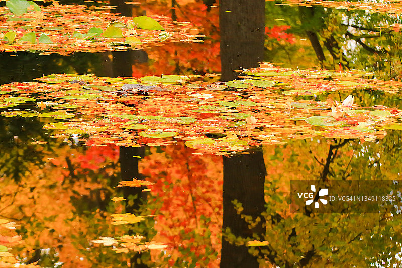五彩缤纷的秋日枫叶洒满湖面图片素材