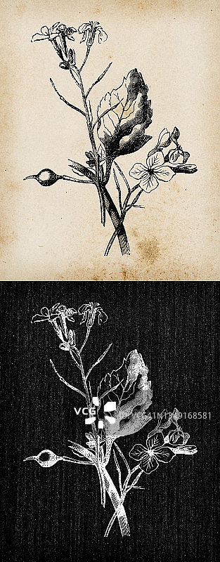 植物学植物仿古雕刻插画:Raphanus raphanistrum(野萝卜、白炭、节节炭)图片素材